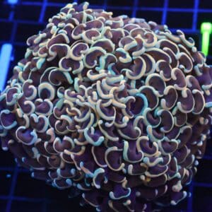 D116 - INDO HAMMER WALL GOLD