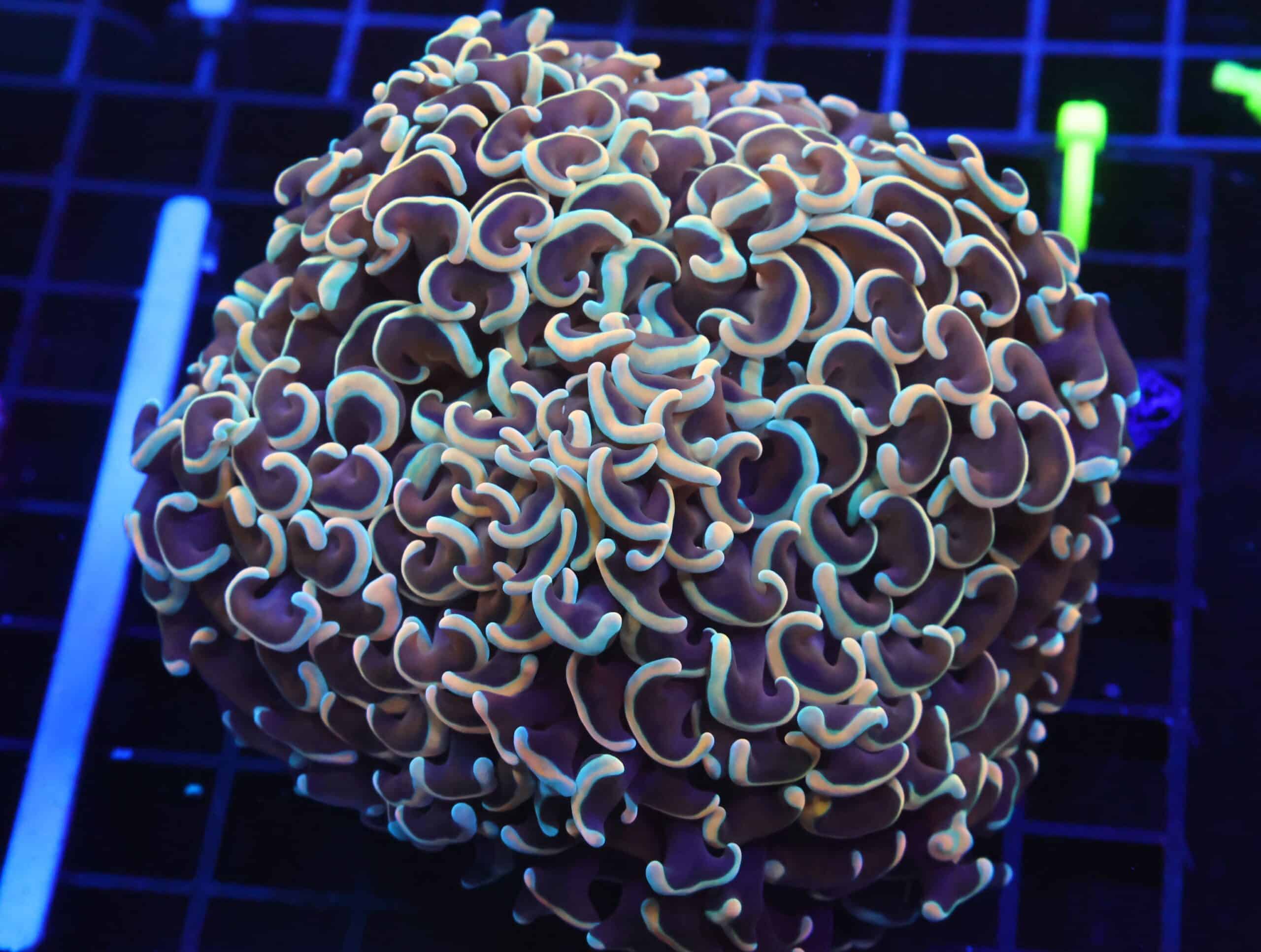 D116 - INDO HAMMER WALL GOLD