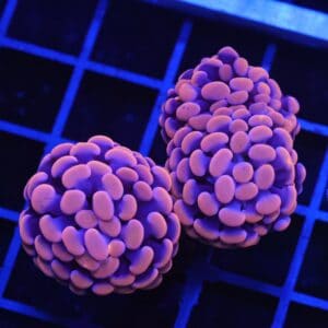 D12 - INDO HAMMER BRANCH ORANGE 3 HEAD