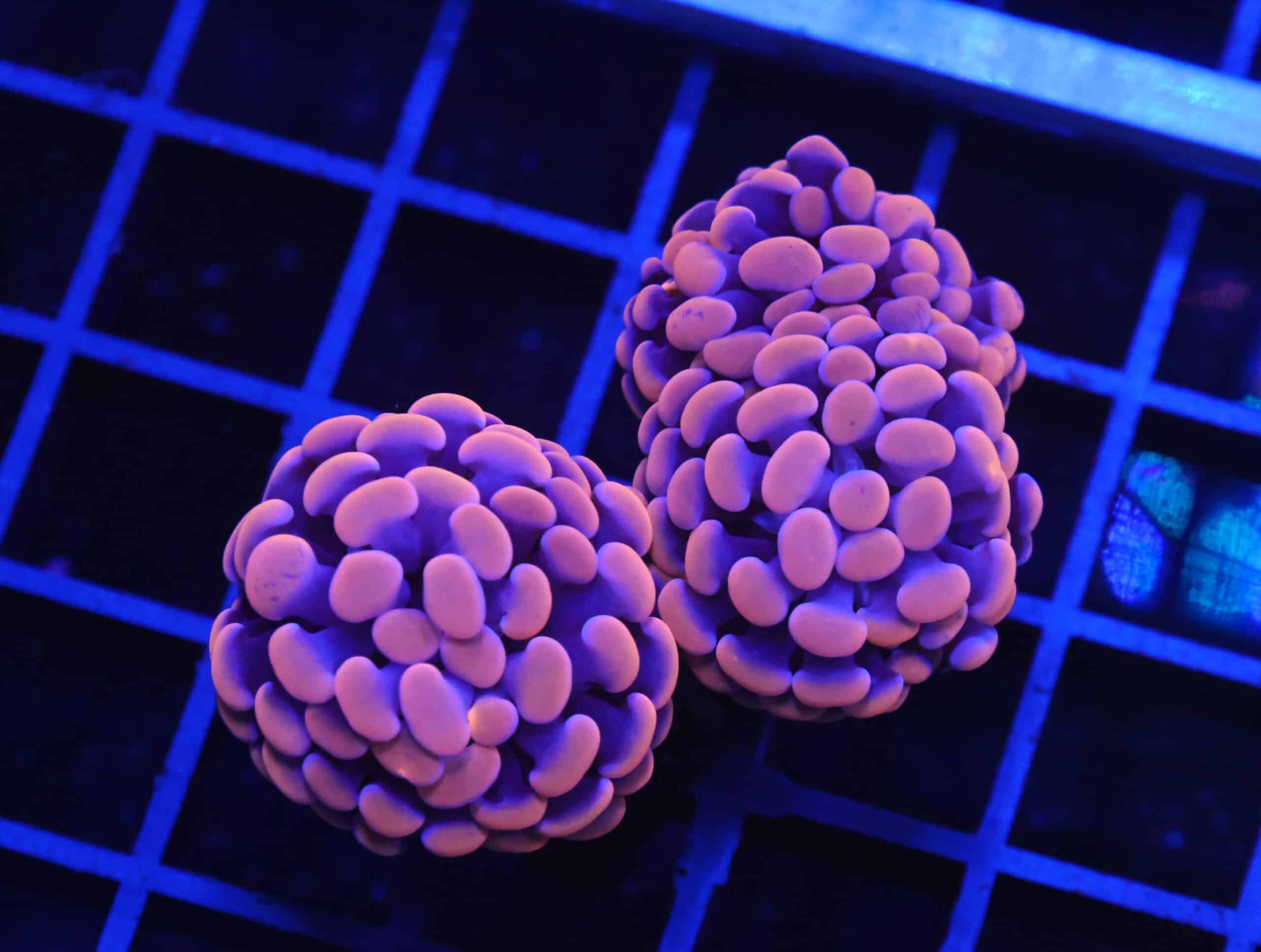 D12 - INDO HAMMER BRANCH ORANGE 3 HEAD