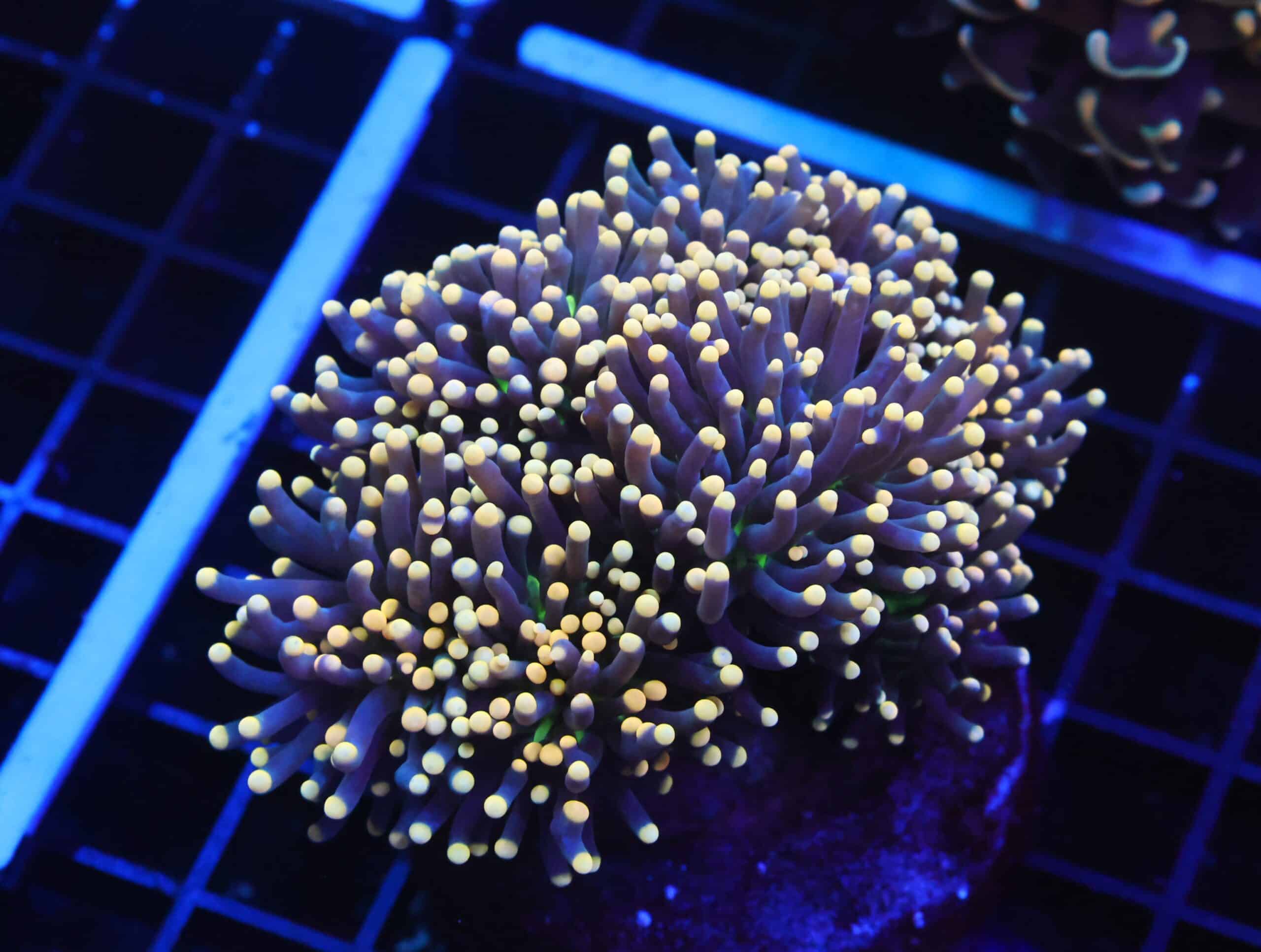 D121 - INDO TORCH BLACK LIGHT 7 HEAD