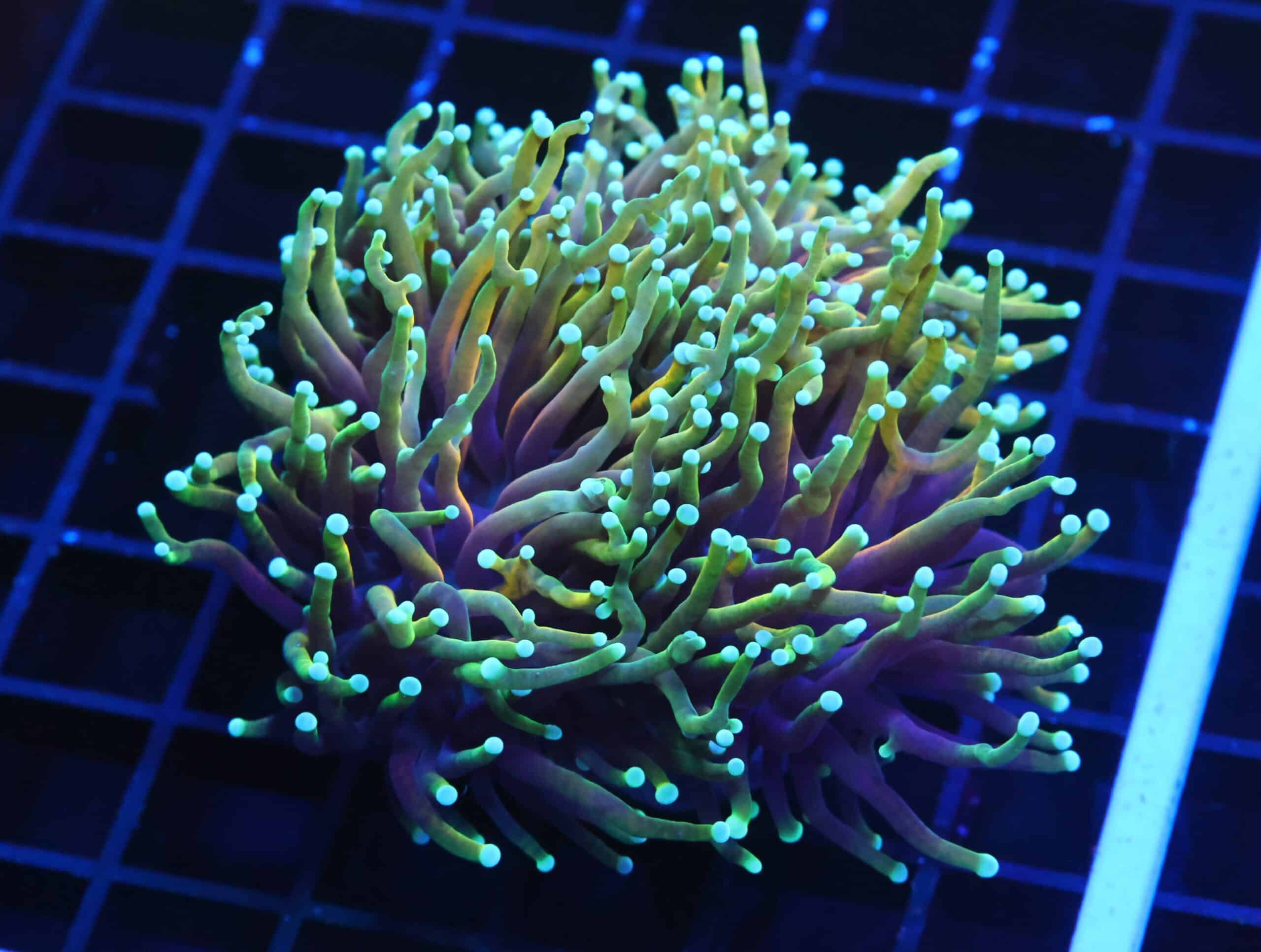 D120 - INDO TORCH HELLFIRE 3 HEAD