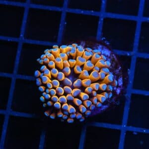 D130 - MALAYSIAN TORCH 24K GOLD 1 HEAD