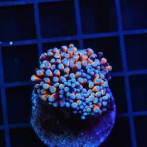 D132 - MALAYSIAN TORCH 24K GOLD 1 HEAD