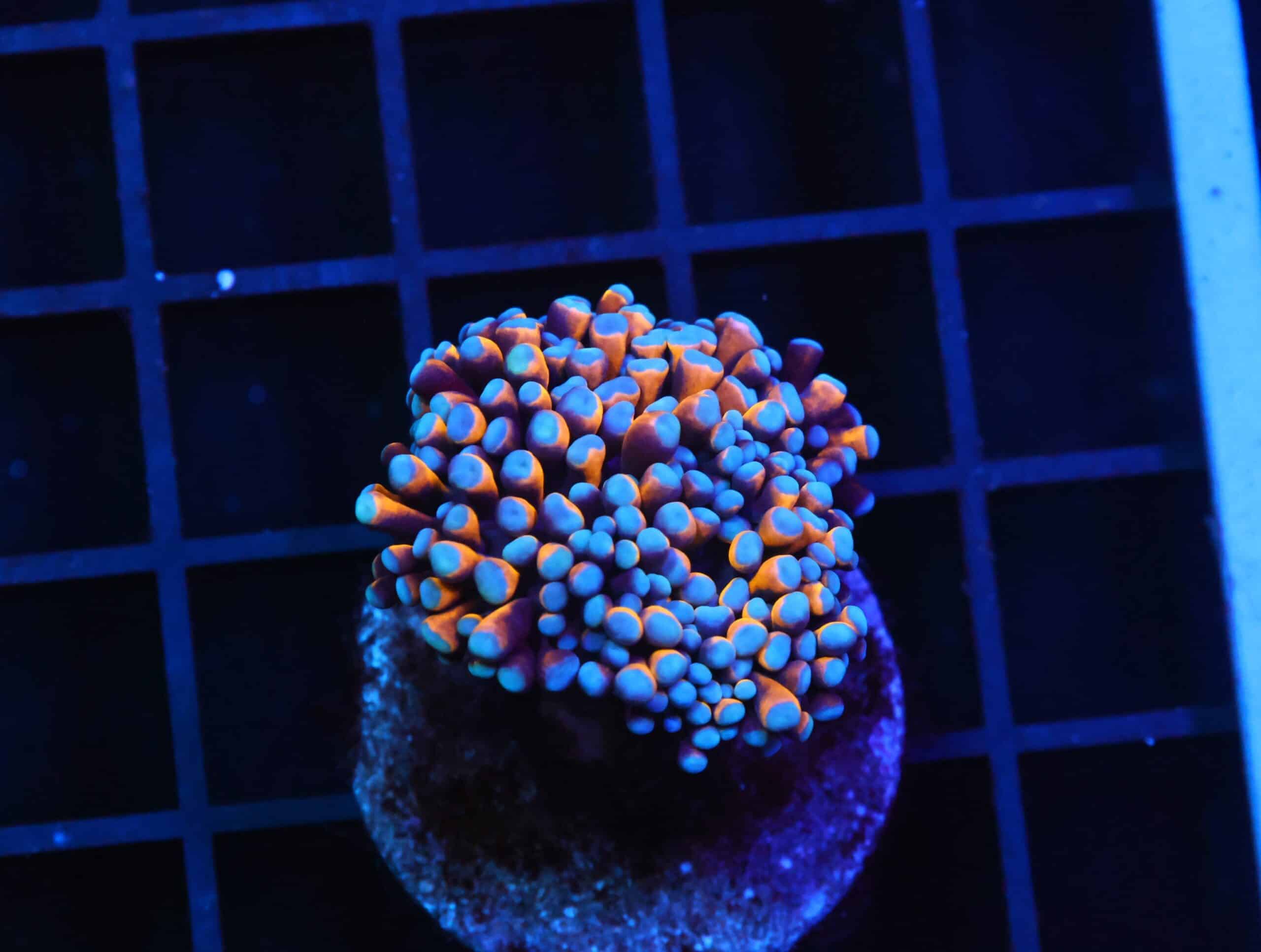 D132 - MALAYSIAN TORCH 24K GOLD 1 HEAD