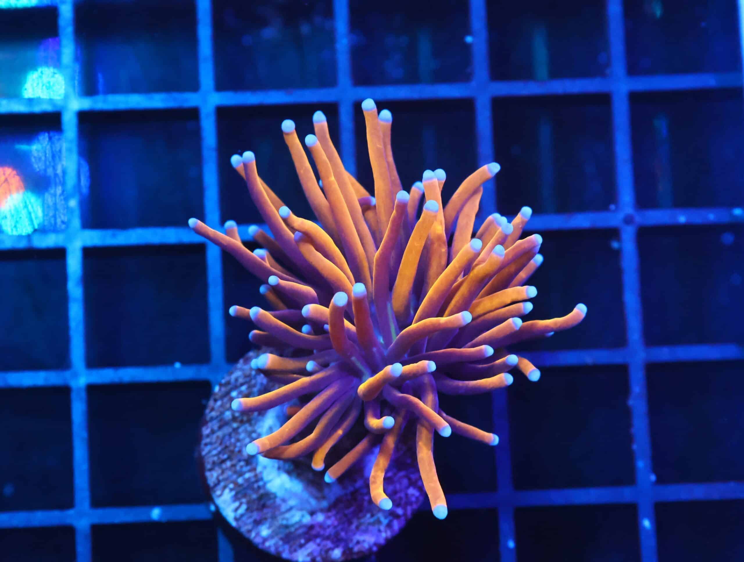 D133 - INDO TORCH GOLD VARIANT 1 HEAD