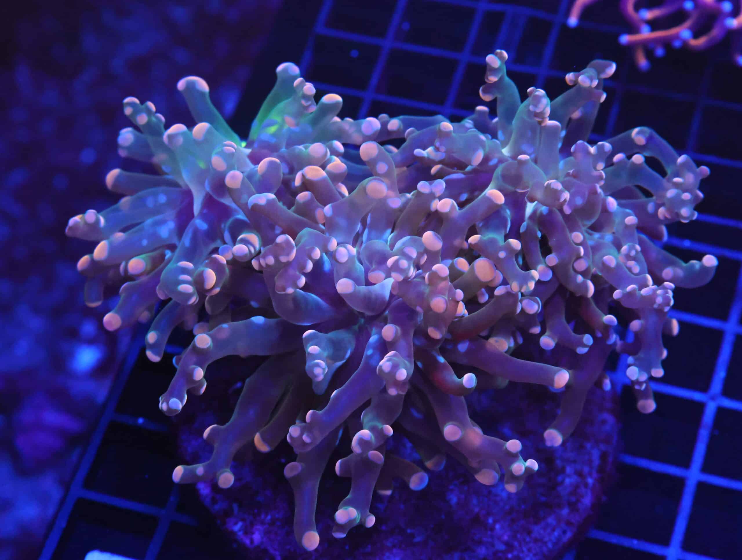 D21 - INDO HAMMER BRANCH ORANGE 3 HEAD