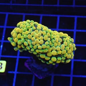 D23 - INDO HAMMER BRANCH GOLD 4 HEAD