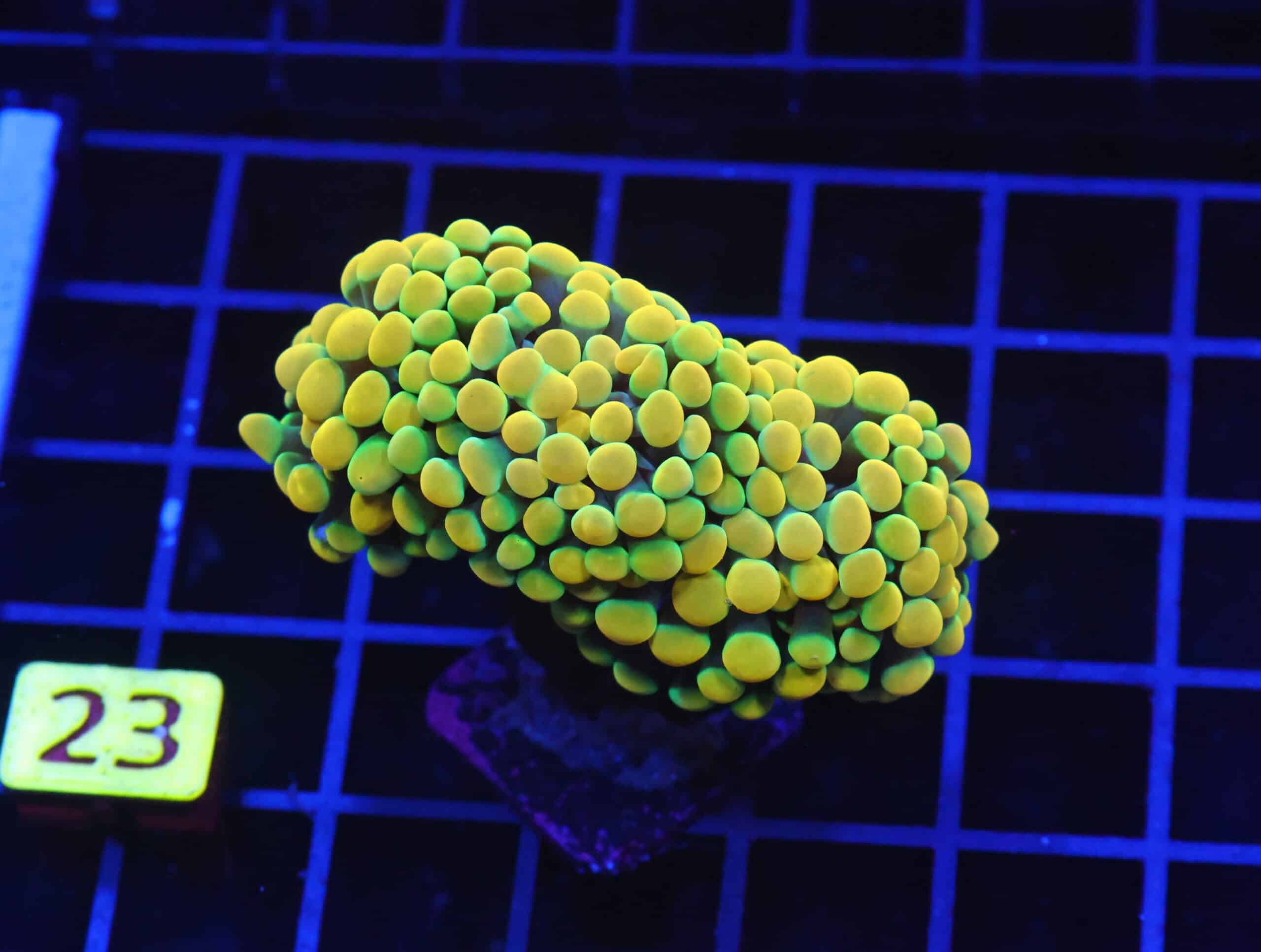 D23 - INDO HAMMER BRANCH GOLD 4 HEAD