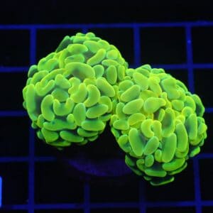 D24 - AUSSIE HAMMER THICK BRANCH YELLOW 2 HEAD