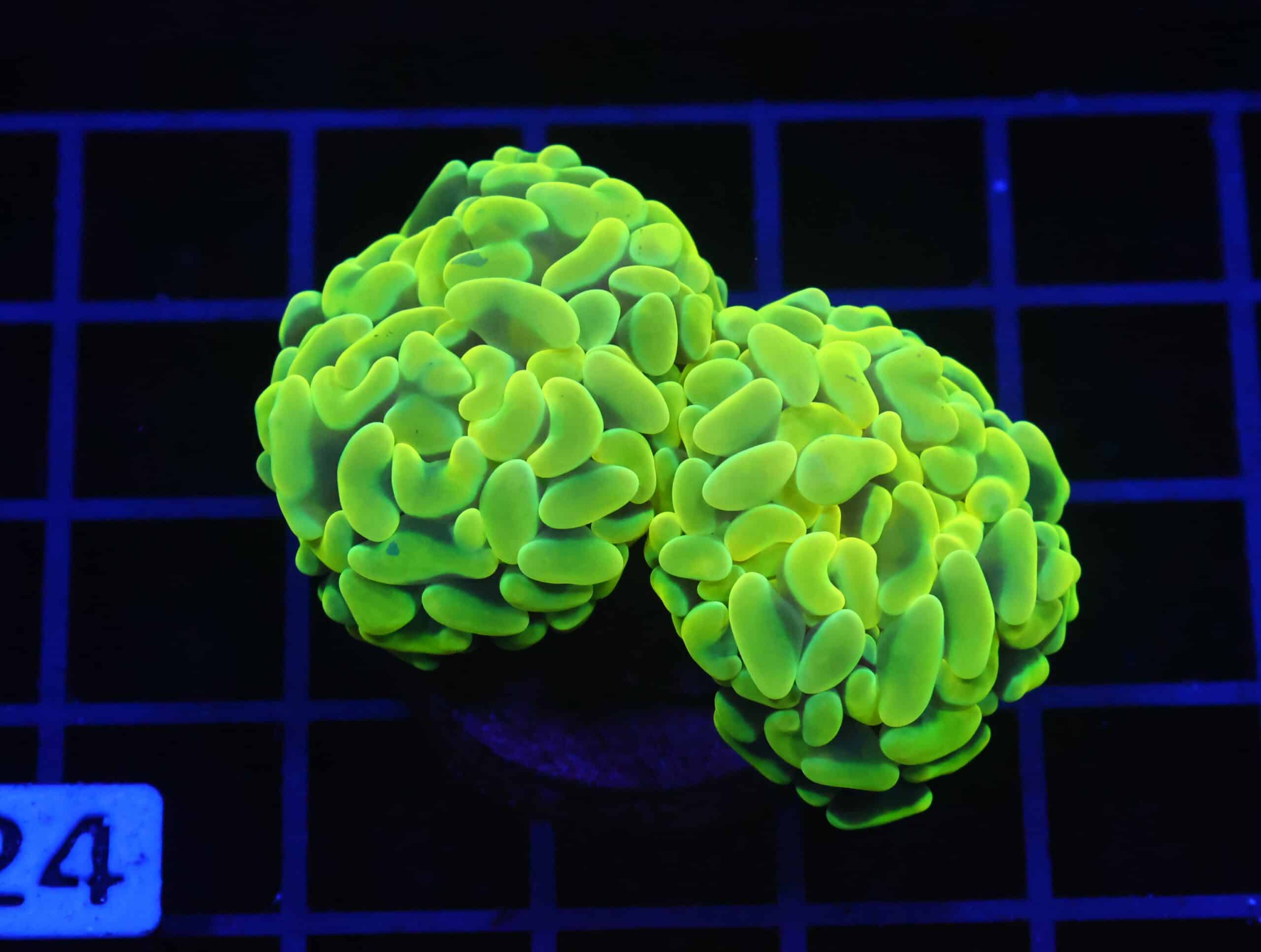 D24 - AUSSIE HAMMER THICK BRANCH YELLOW 2 HEAD