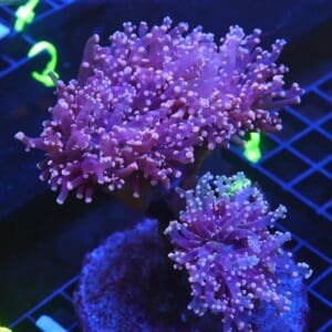 D30 - INDO FROGSPAWN BRANCH PEACH 3 HEAD