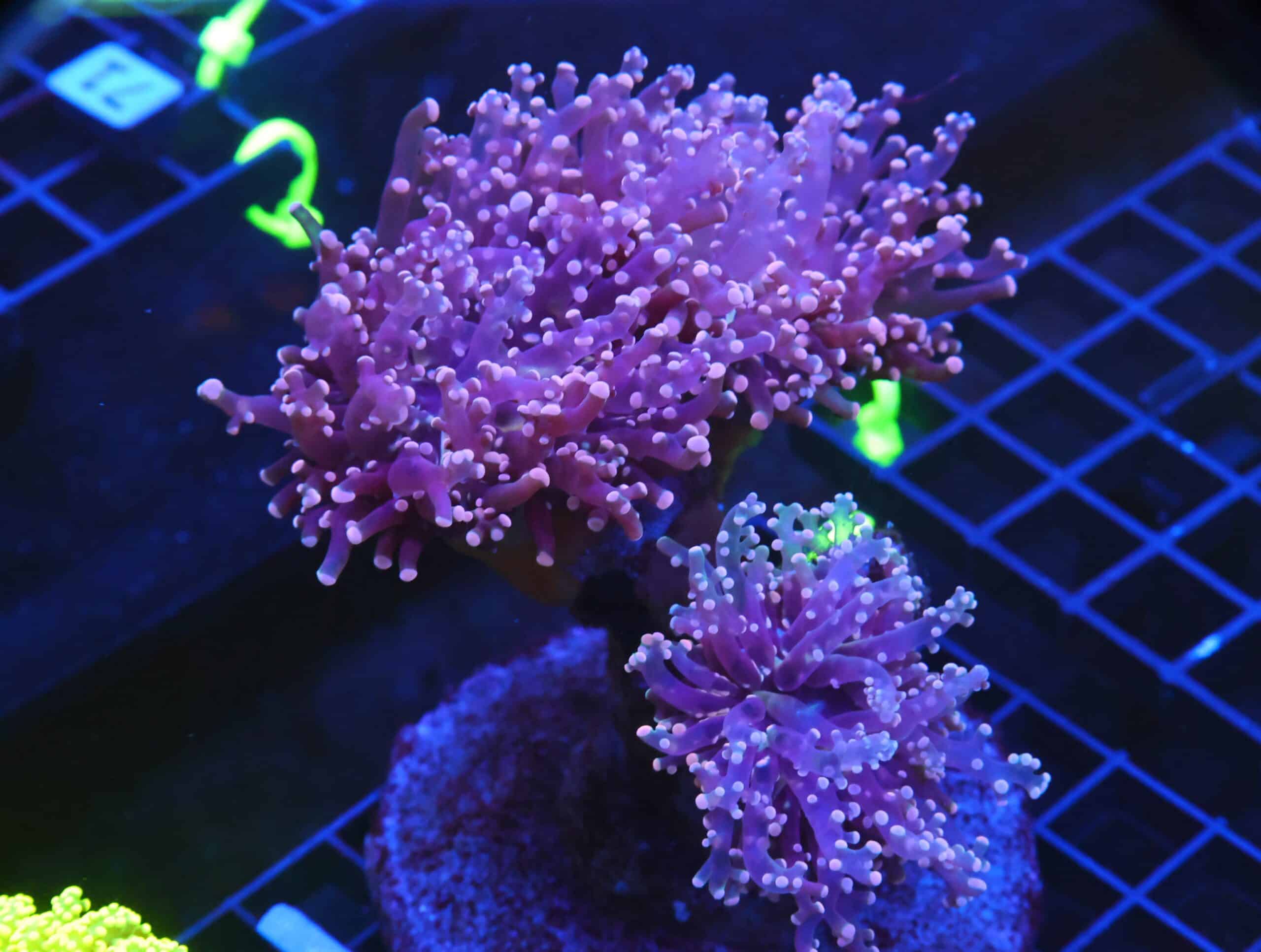 D30 - INDO FROGSPAWN BRANCH PEACH 3 HEAD