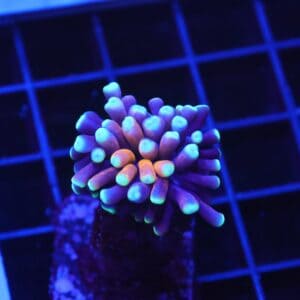 D31 - MALAYSIAN TORCH GOLD TIGER 1 HEAD