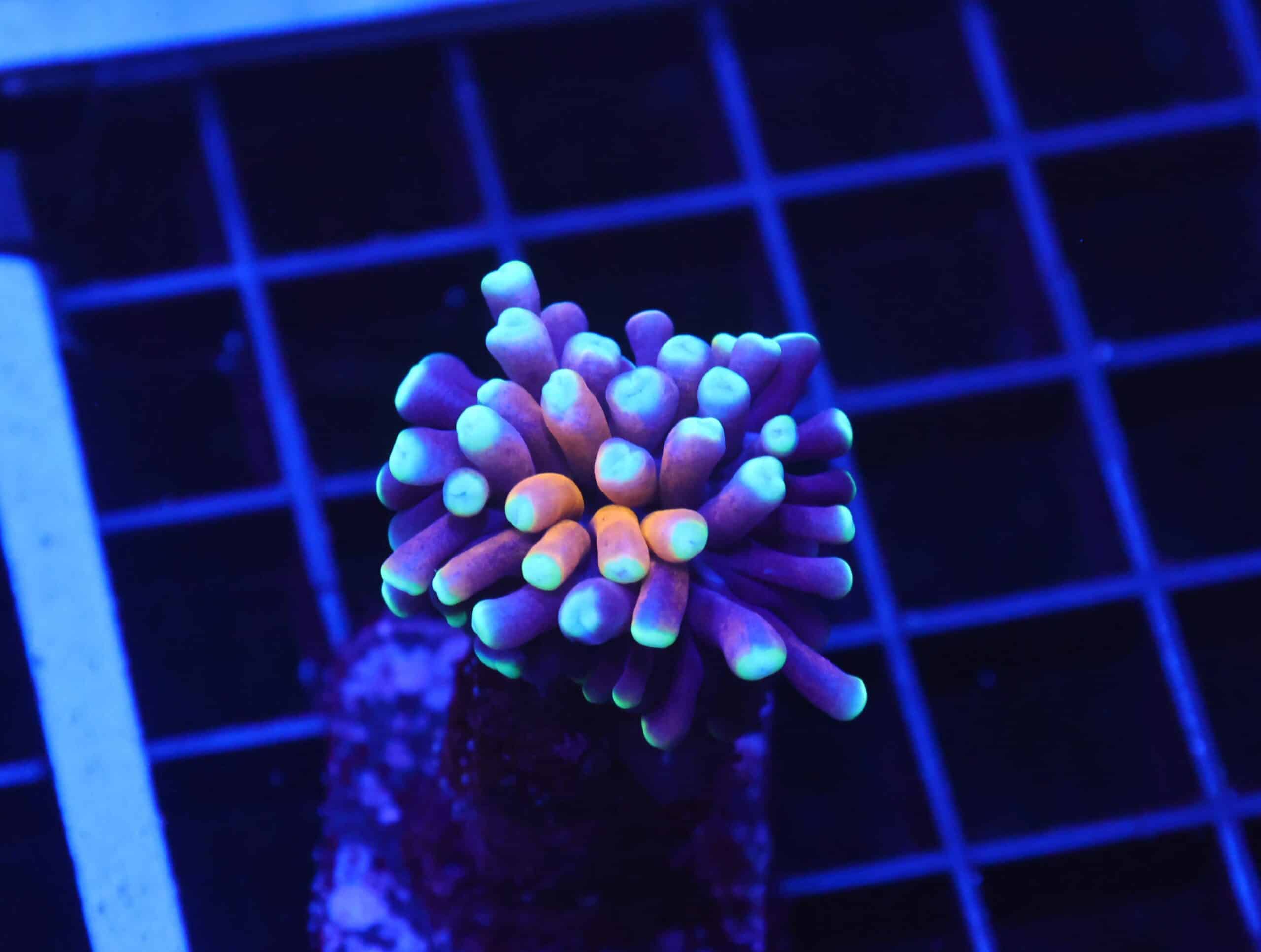 D31 - MALAYSIAN TORCH GOLD TIGER 1 HEAD