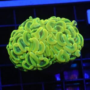 D43 - AUSSIE HAMMER THICK BRANCH YELLOW 1 HEAD