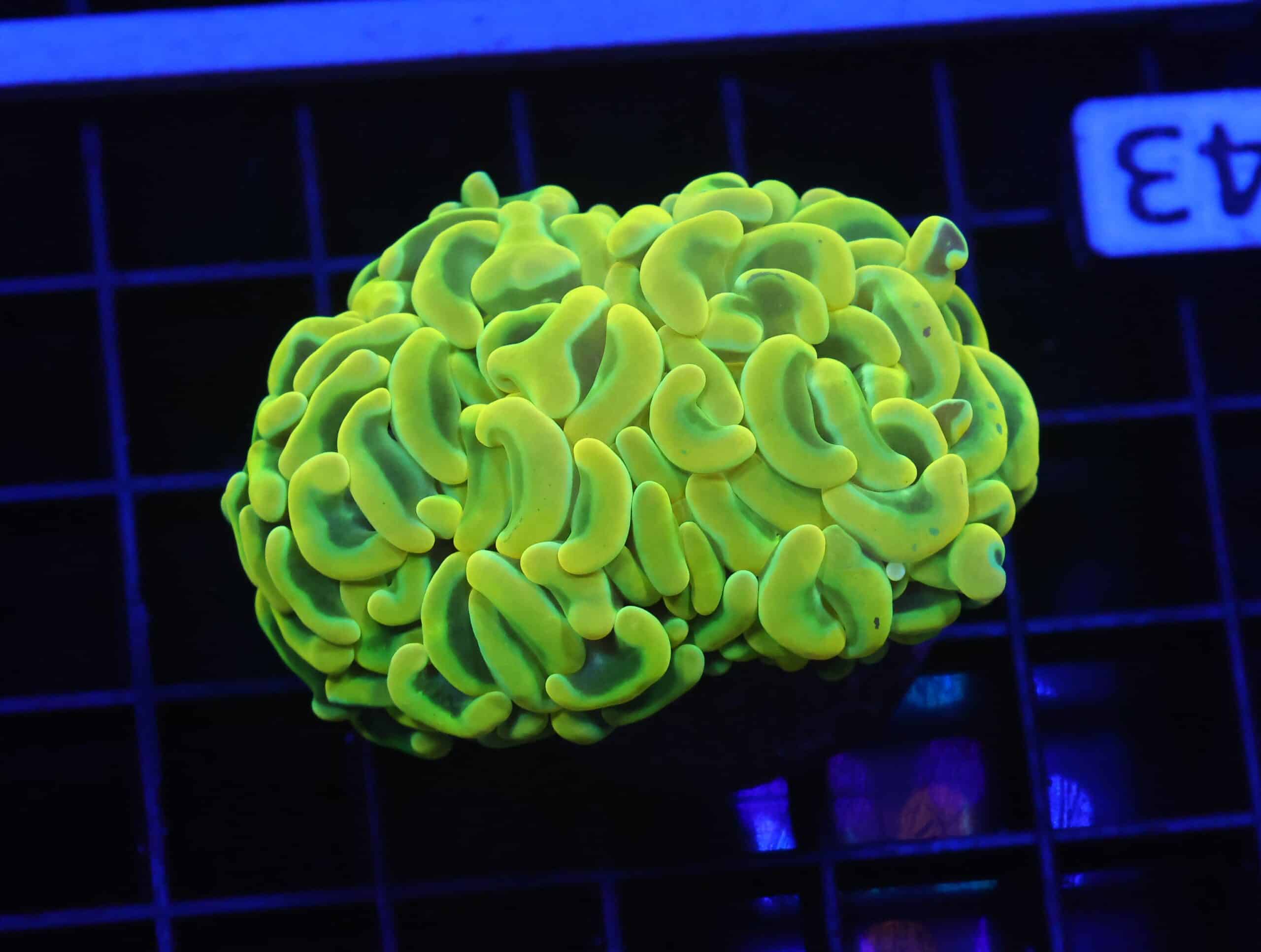 D43 - AUSSIE HAMMER THICK BRANCH YELLOW 1 HEAD