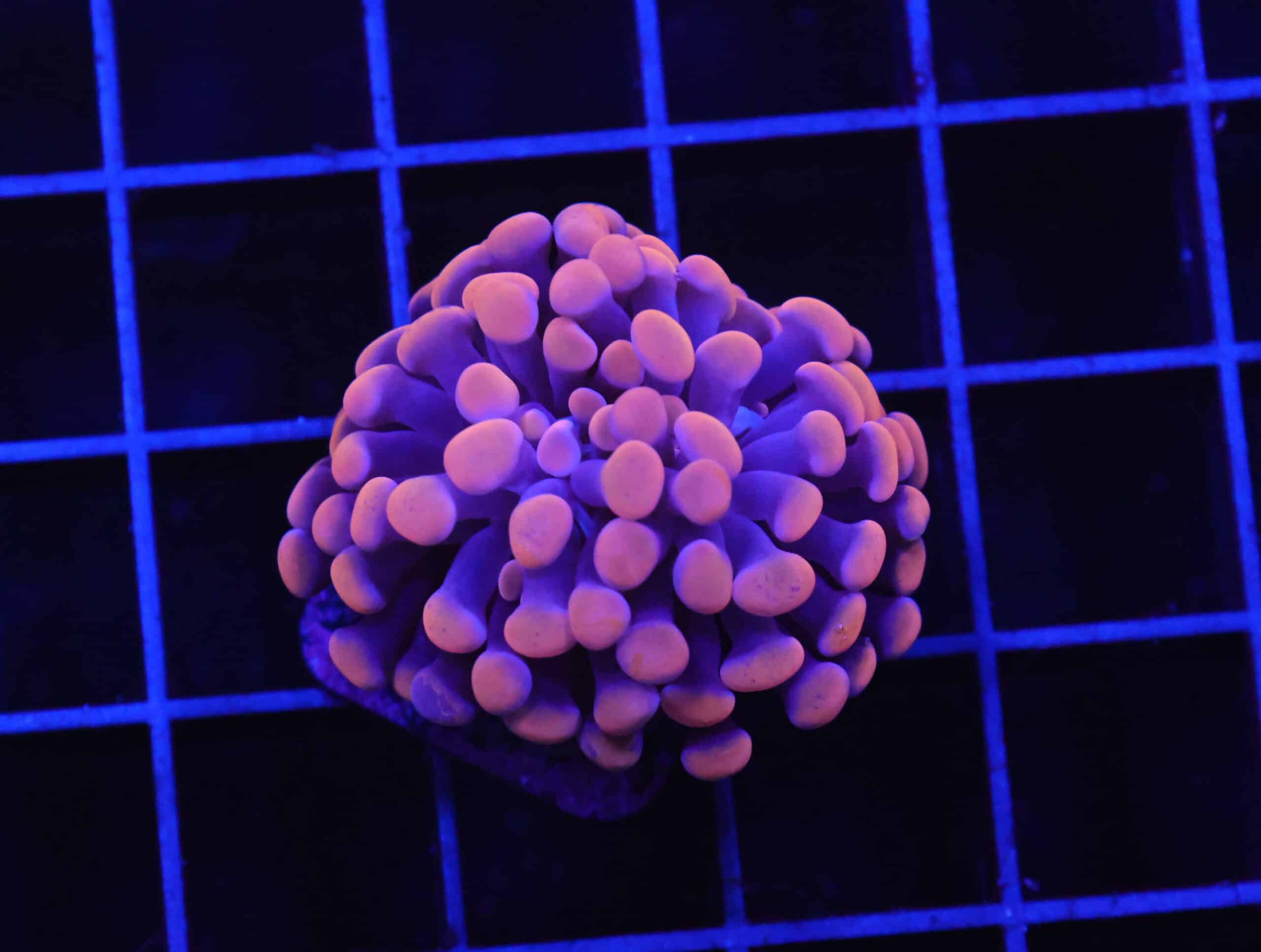 D52 - INDO HAMMER BRANCH ORANGE 1 HEAD