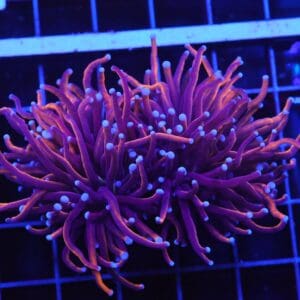 D53 - INDO TORCH GOLD VARIANT 2 HEAD