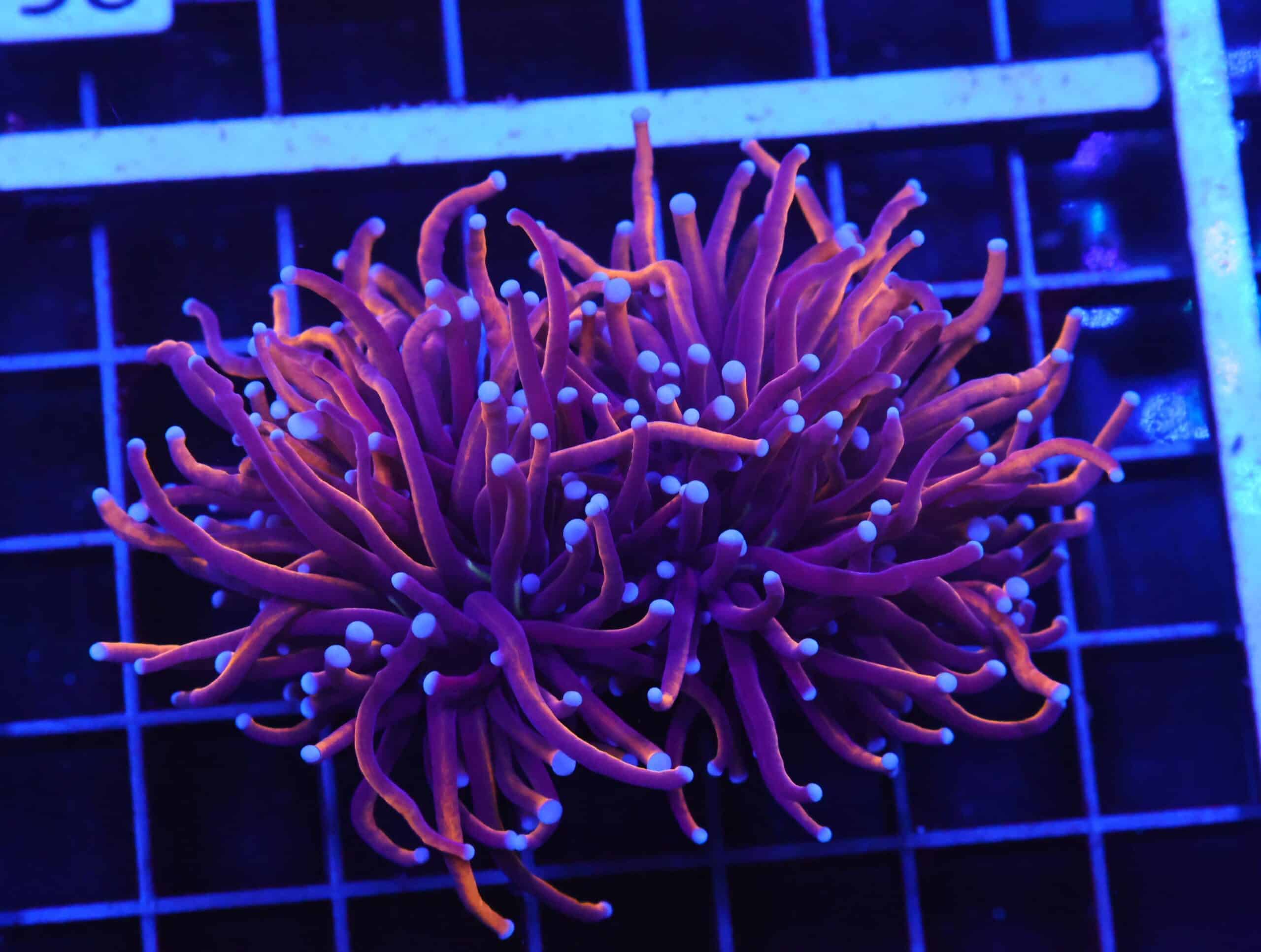 D53 - INDO TORCH GOLD VARIANT 2 HEAD