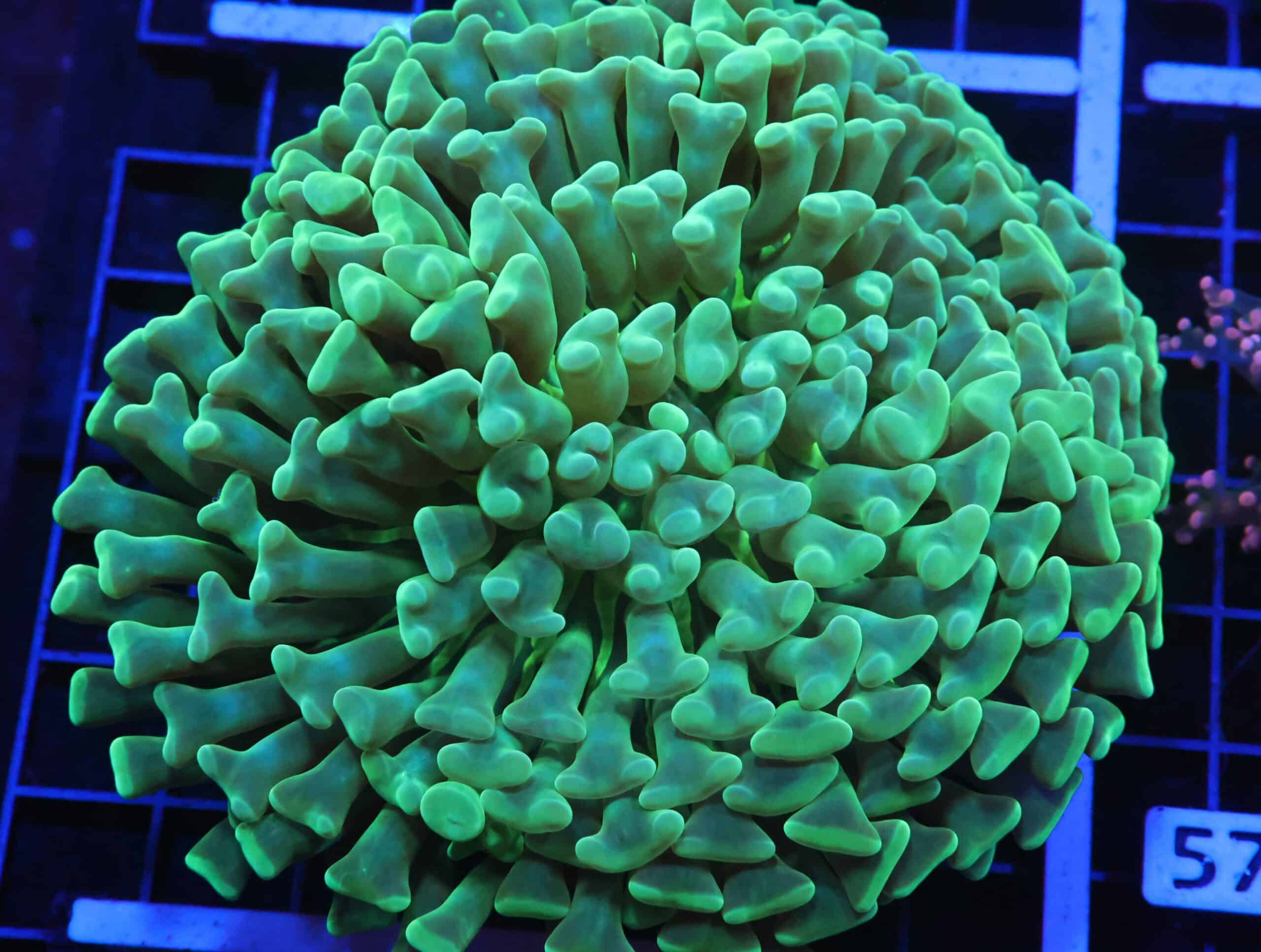 D56 - INDO HAMMER WALL METALLIC