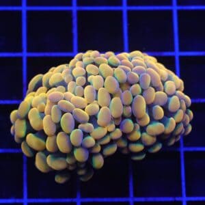 D58 - INDO HAMMER BRANCH RAINBOW 2 HEAD