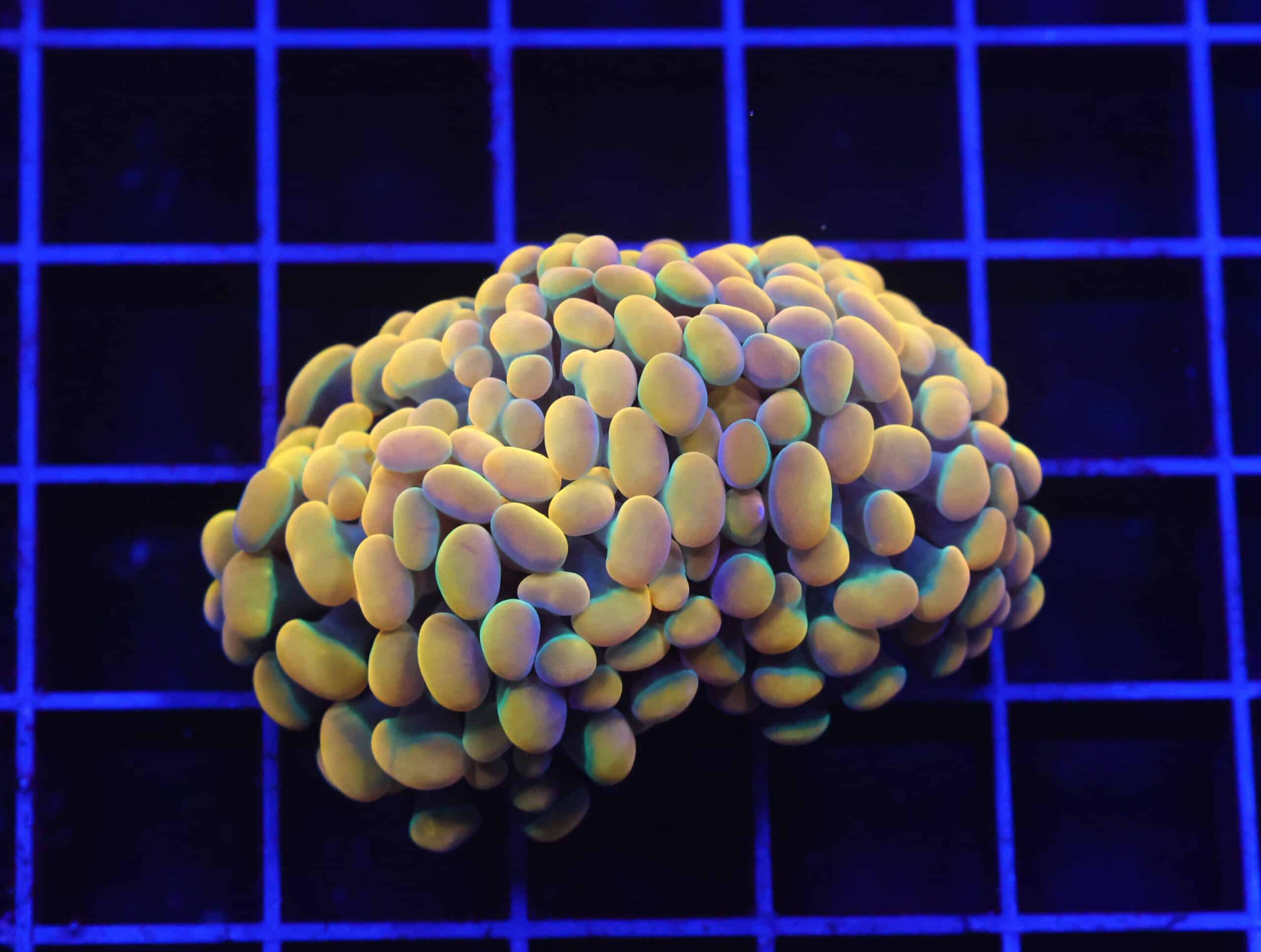 D58 - INDO HAMMER BRANCH RAINBOW 2 HEAD