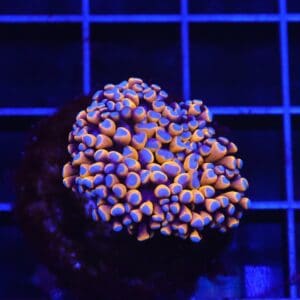 D59 - MALAYSIAN TORCH 24K GOLD 1 HEAD