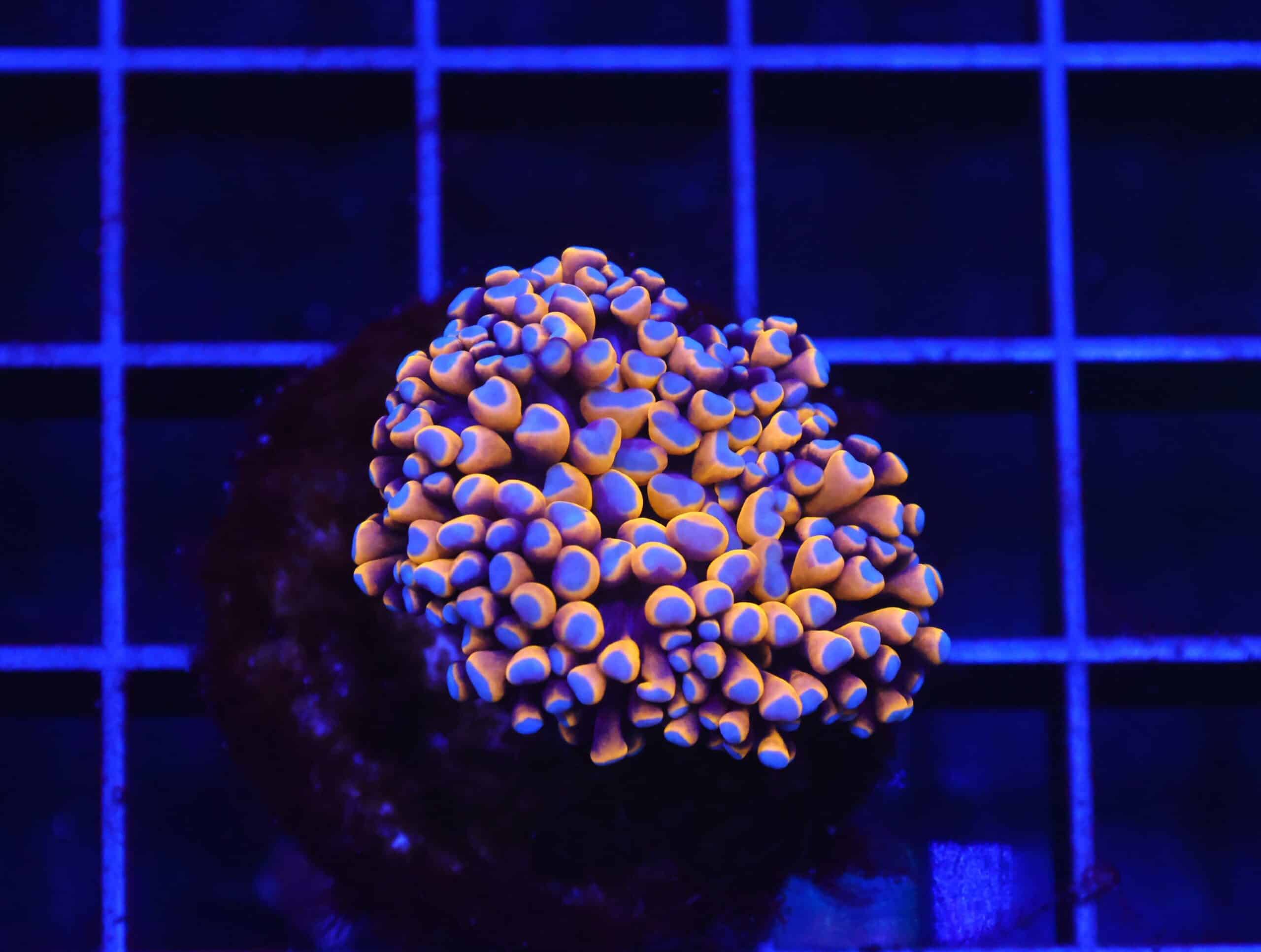 D59 - MALAYSIAN TORCH 24K GOLD 1 HEAD