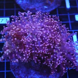 D68 - INDO FROGSPAWN BRANCH PEACH 3 HEAD