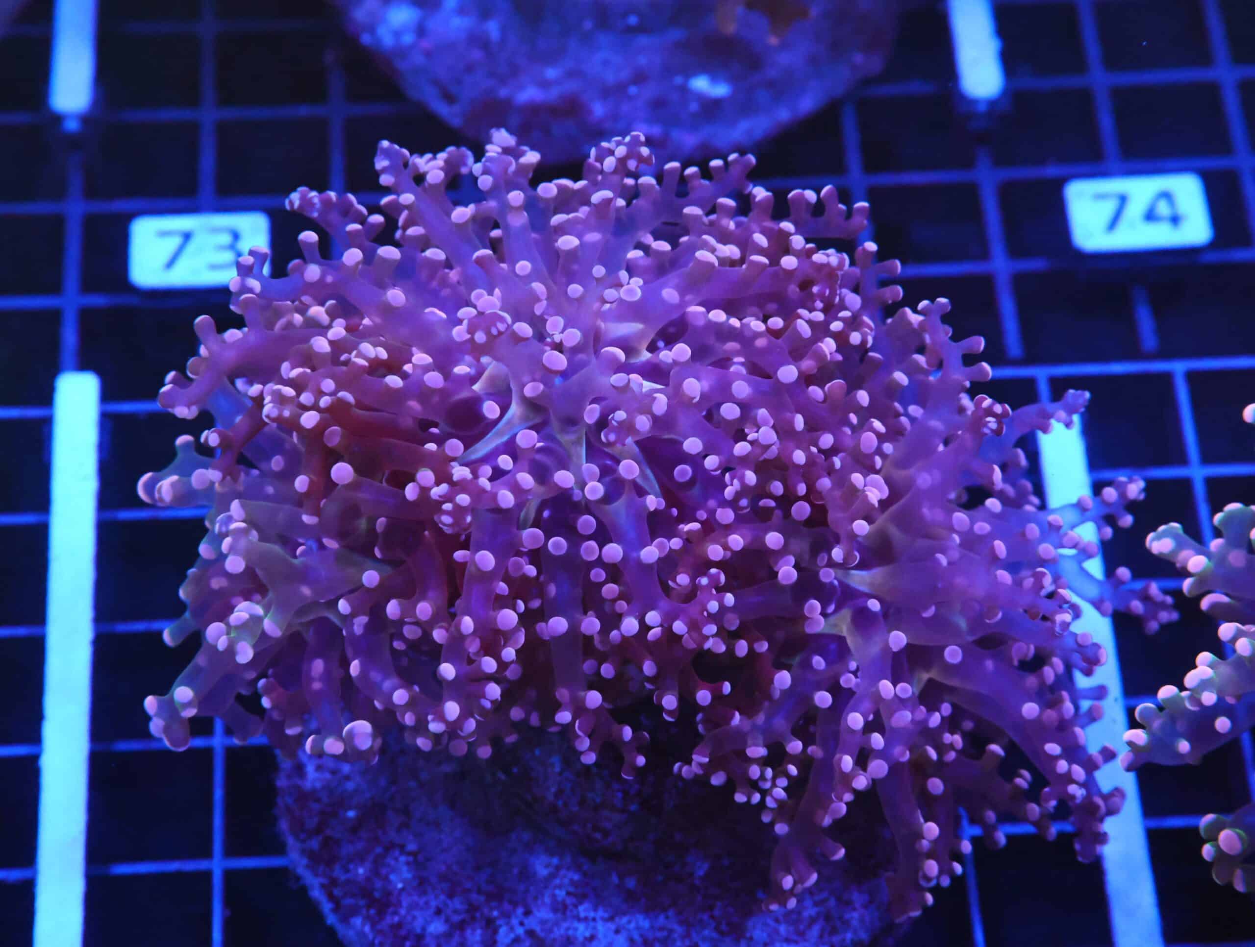 D68 - INDO FROGSPAWN BRANCH PEACH 3 HEAD