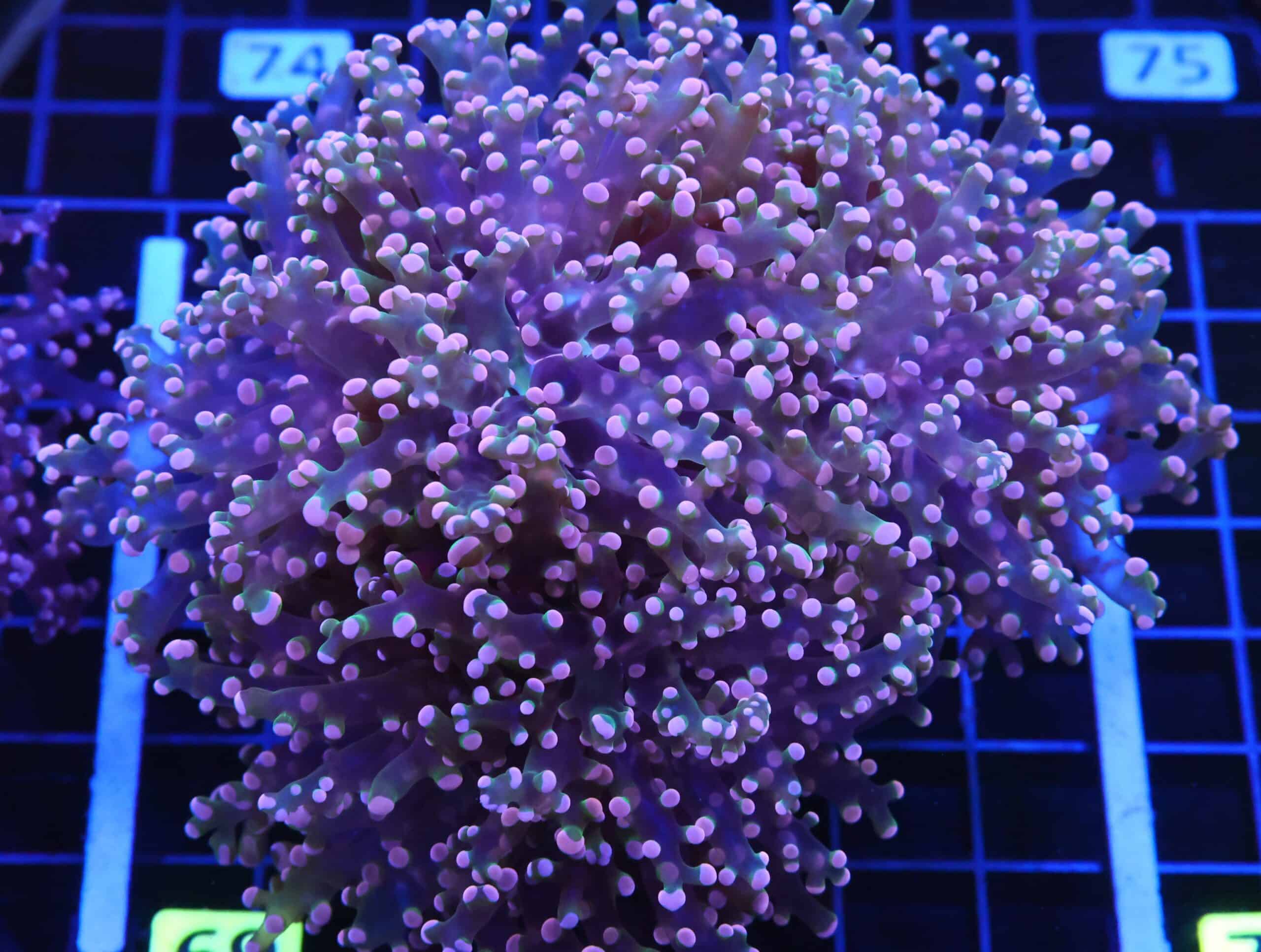 D69 - INDO FROGSPAWN BRANCH ORANGE 3 HEAD