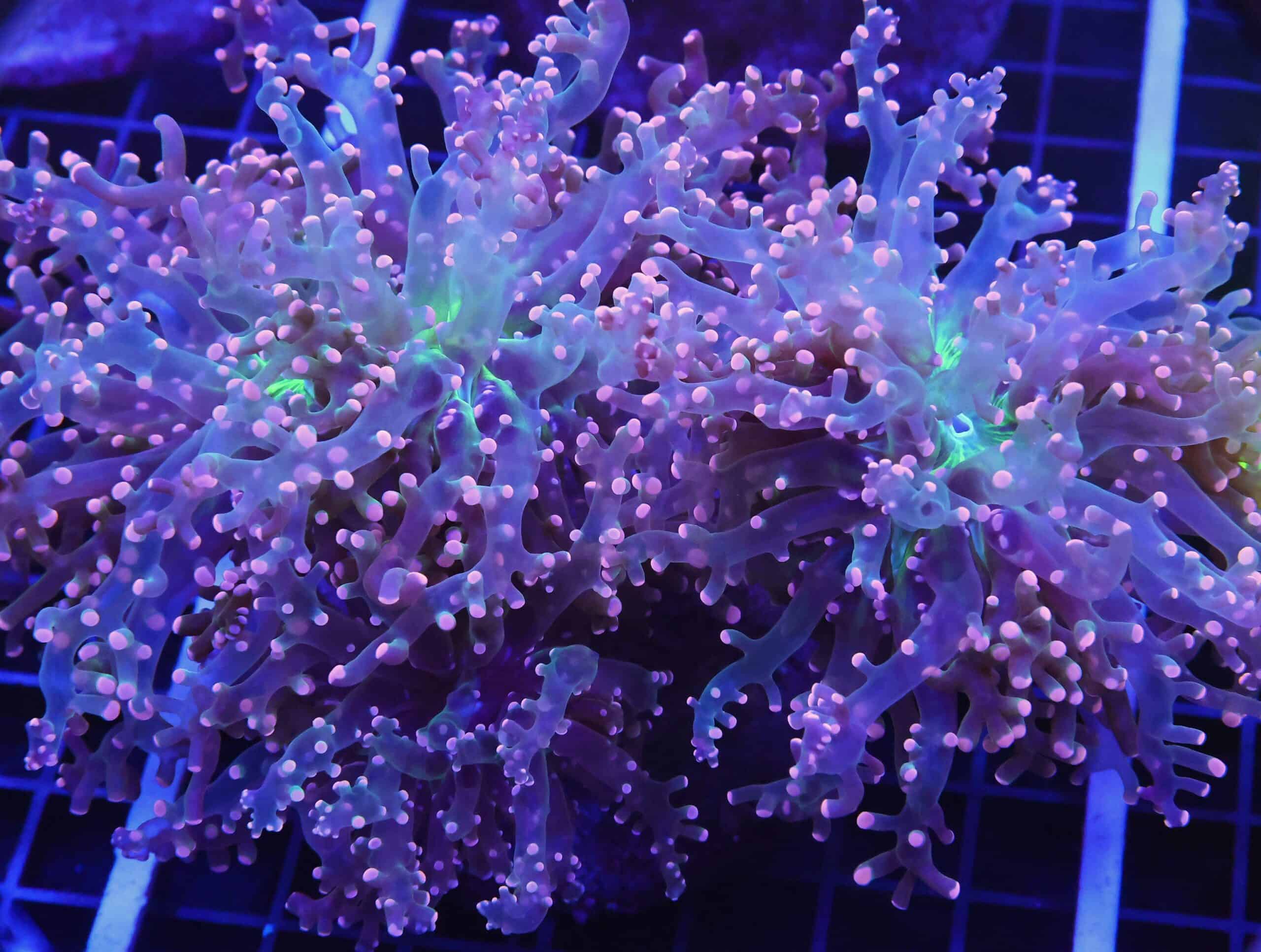 D73 - INDO FROGSPAWN BRANCH ORANGE 3 HEAD