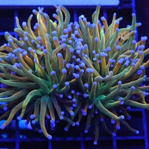 D76 - INDO TORCH GREEN GRAIL VARIANT 2 HEAD