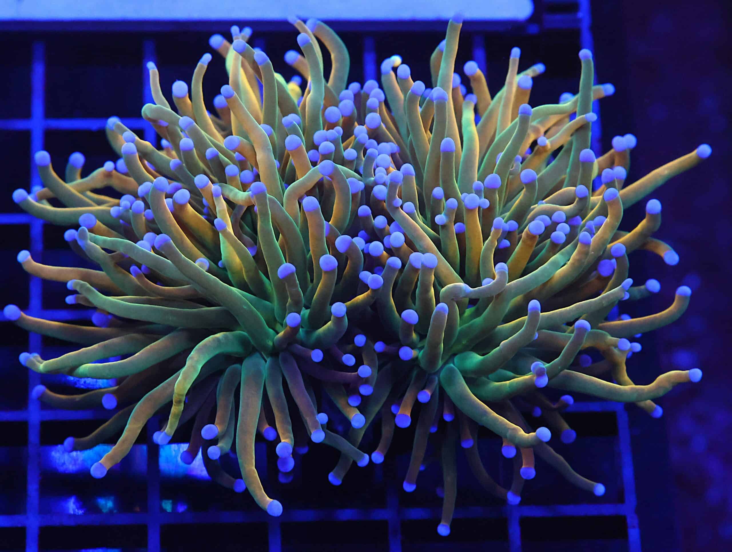 D76 - INDO TORCH GREEN GRAIL VARIANT 2 HEAD