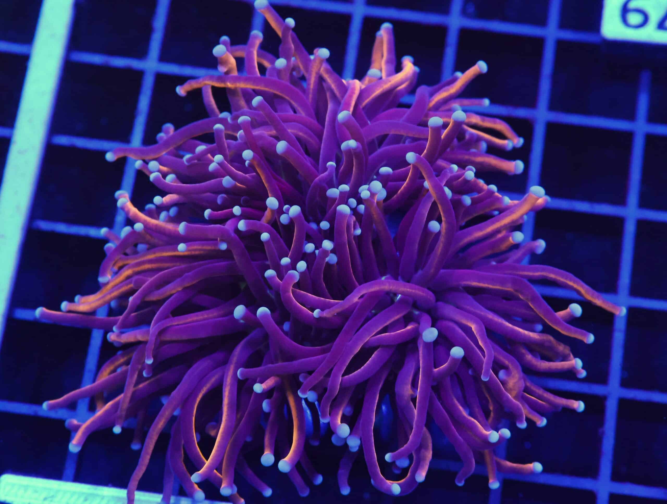 D79 - INDO TORCH GOLD VARIANT 3 HEAD