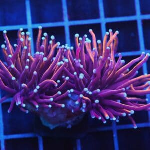 D89 - INDO TORCH GOLD VARIANT 2 HEAD