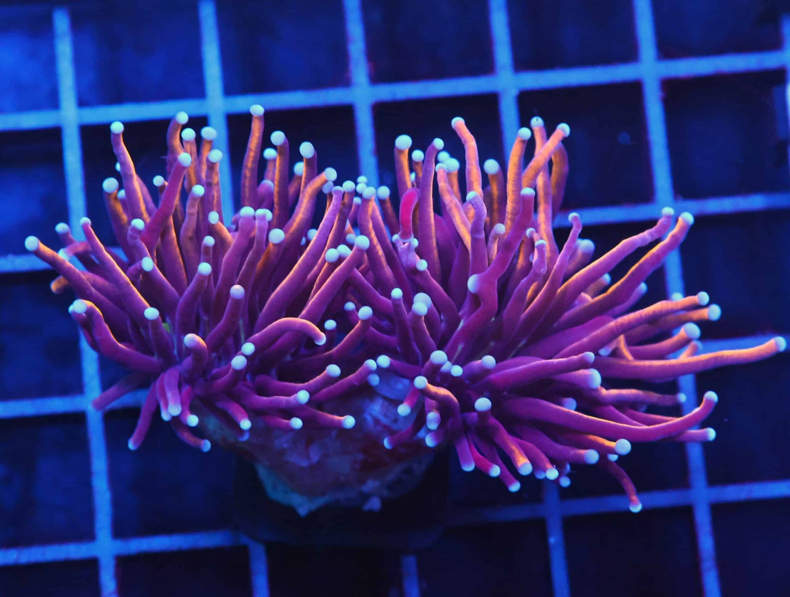 D89 - INDO TORCH GOLD VARIANT 2 HEAD