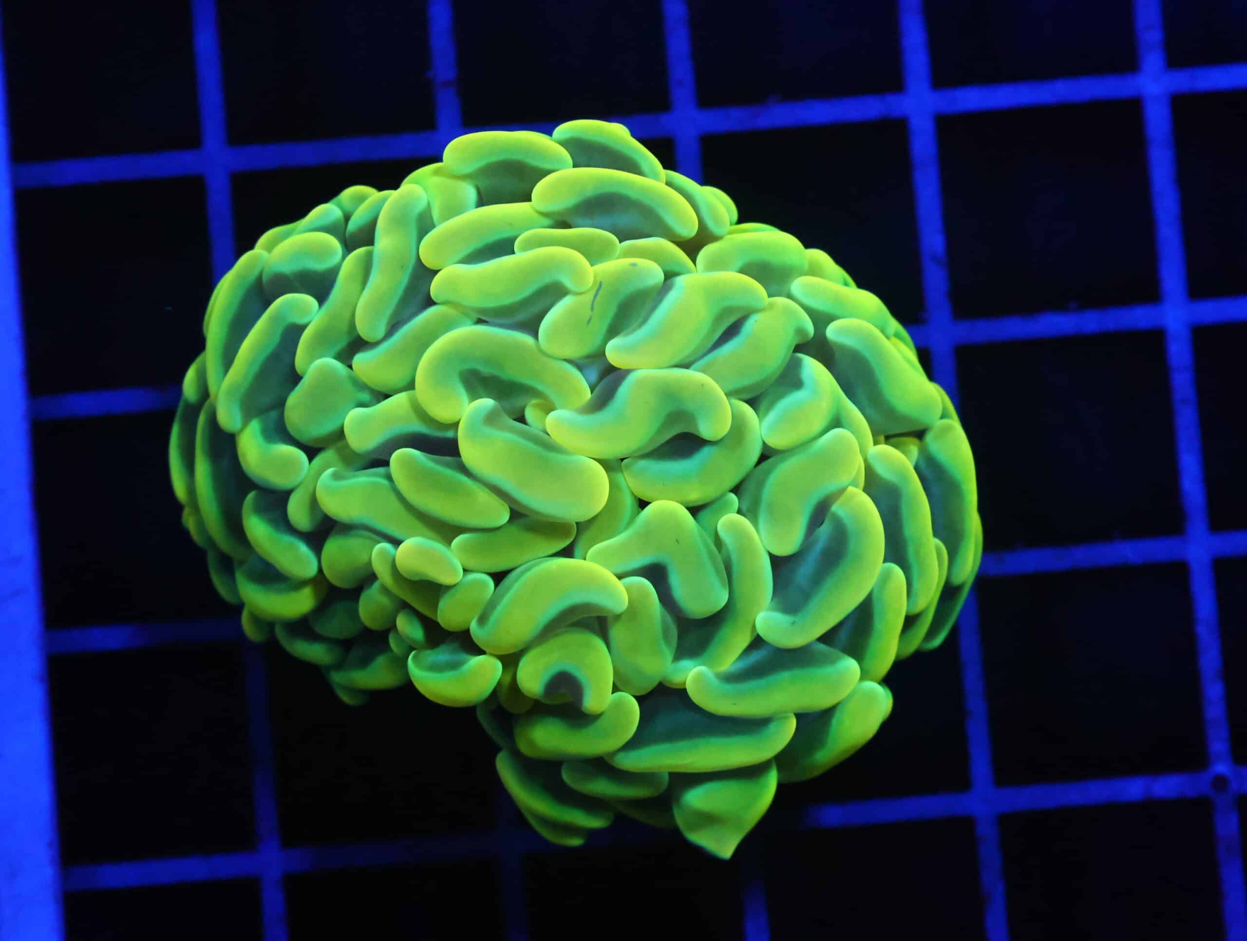 D92 - AUSSIE HAMMER THICK BRANCH YELLOW 1 HEAD