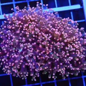 D93 - INDO FROGSPAWN BRANCH ORANGE 4 HEAD