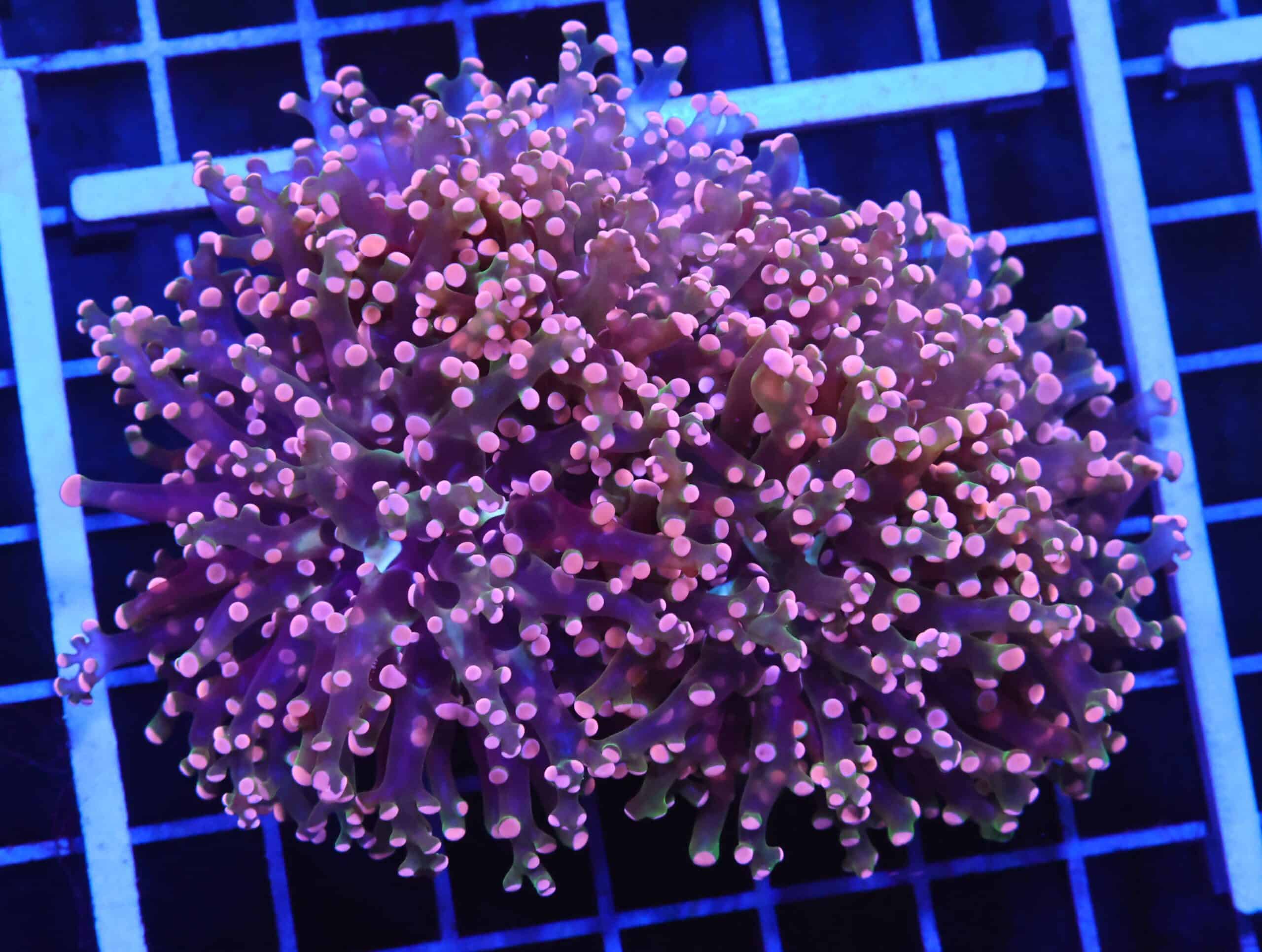 D93 - INDO FROGSPAWN BRANCH ORANGE 4 HEAD