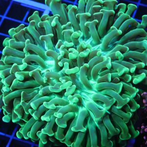 D96 - INDO HAMMER WALL METALLIC