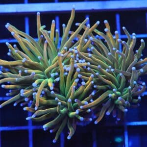 D98 - INDO TORCH GRAIL VARIANT 3 HEAD