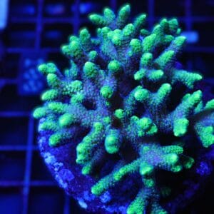 E100 - INDO SERIATOPORA TOXIC TIP CULTURED