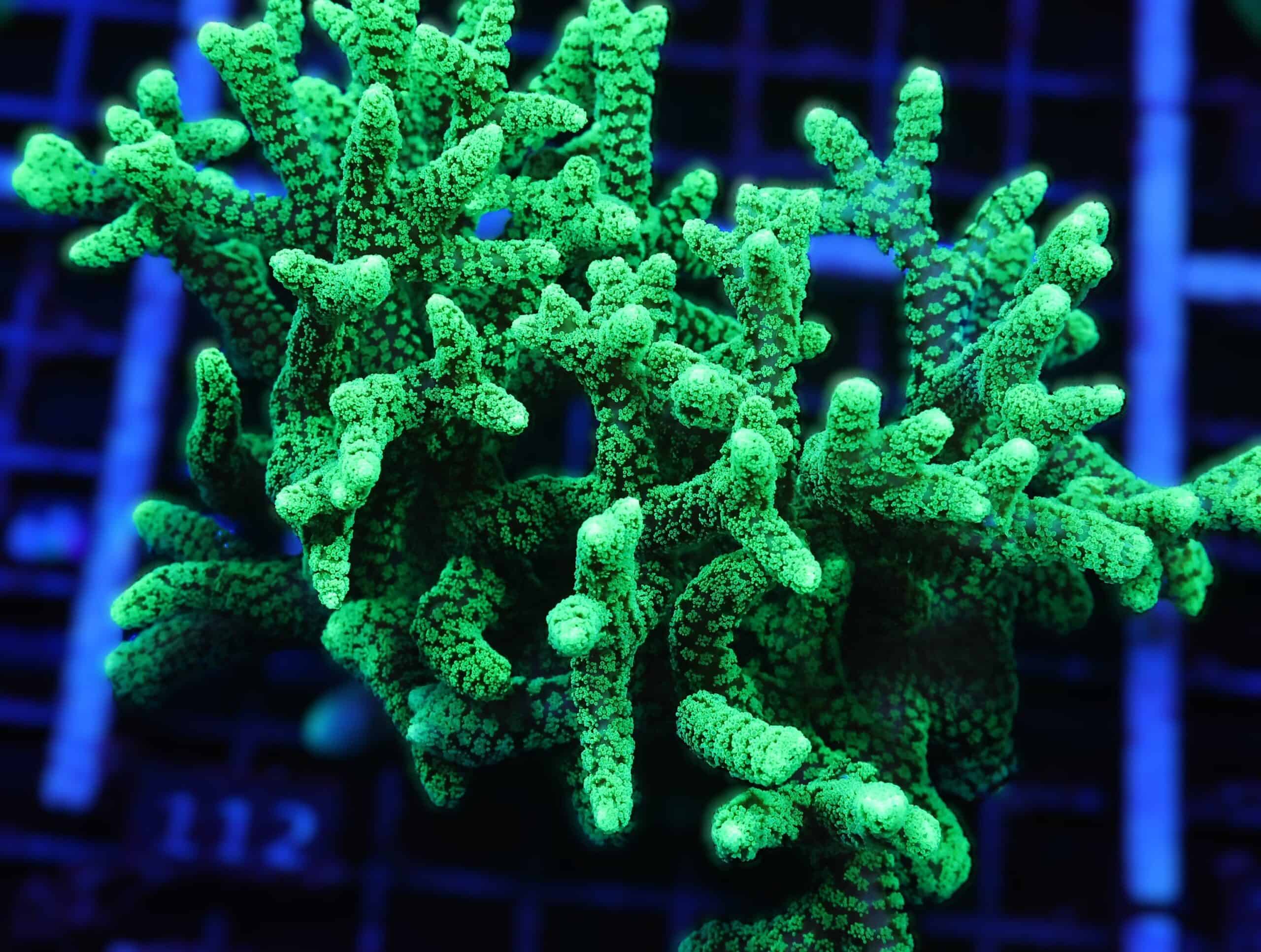 E112 - INDO SCREAMING GREEN SERIATOPORA XXL