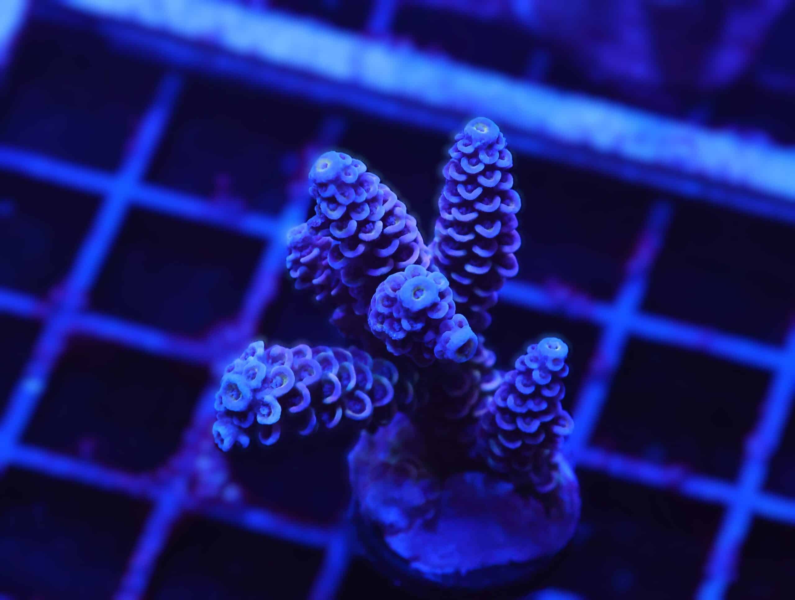 E120 - INDO ACRO PREMIUM TENUIS CULTURED