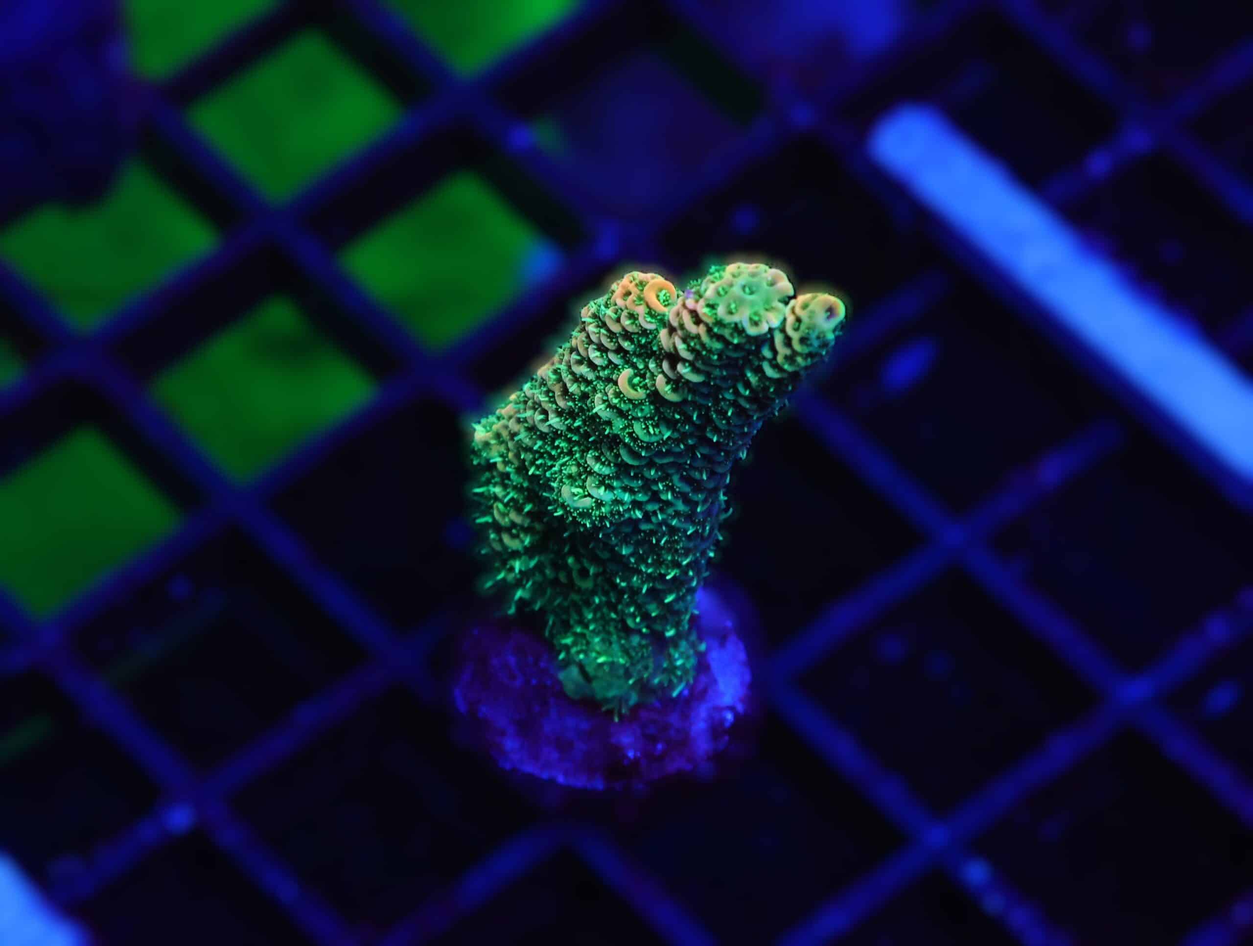 E153 - INDO ACRO ORANGE CRUSH MILLE CULTURED