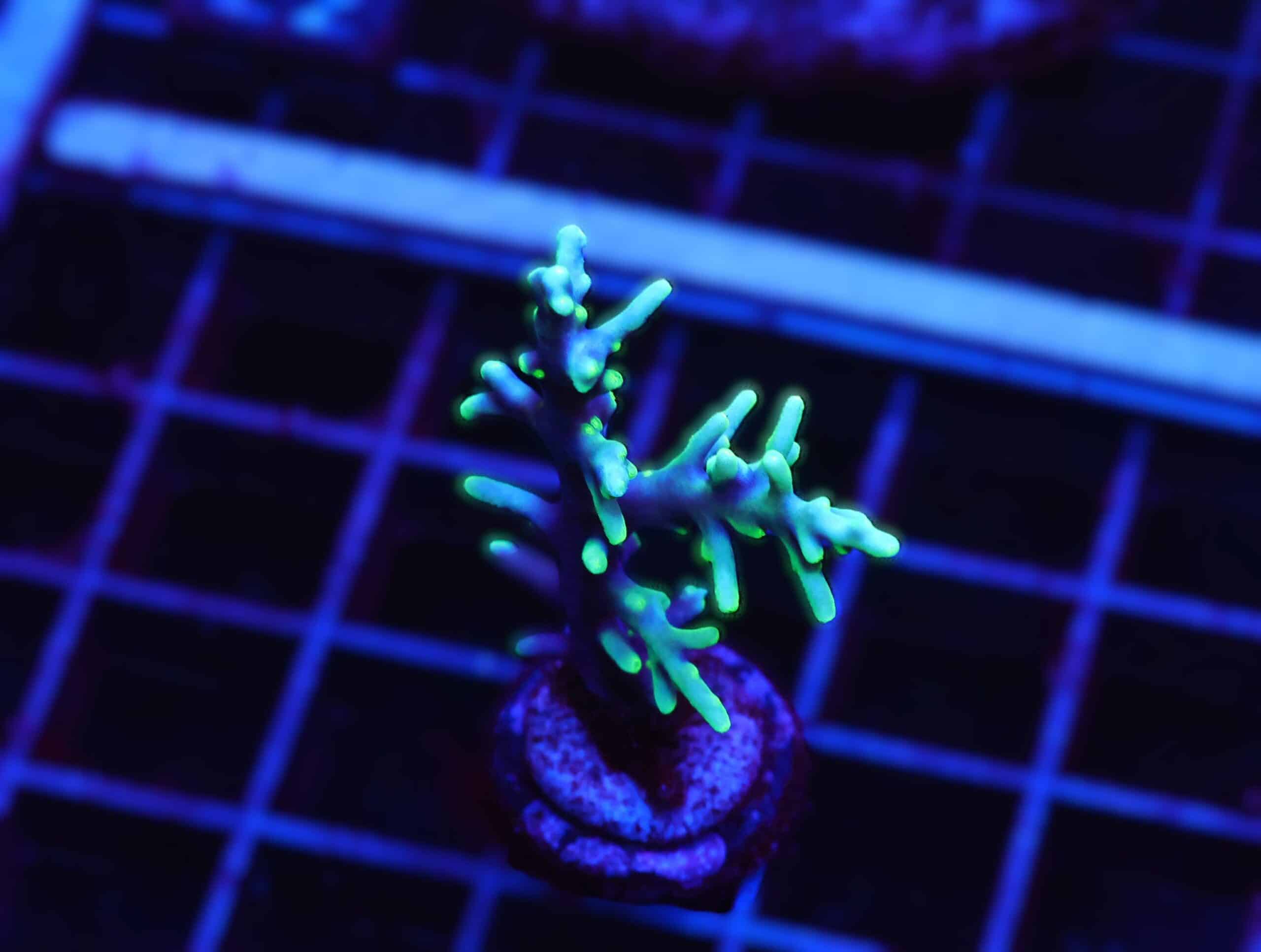 E17 - SDC HAWKINS ECHINATA ACRO