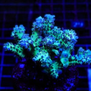 E23 - INDO ACRO PREMIUM CULTURED