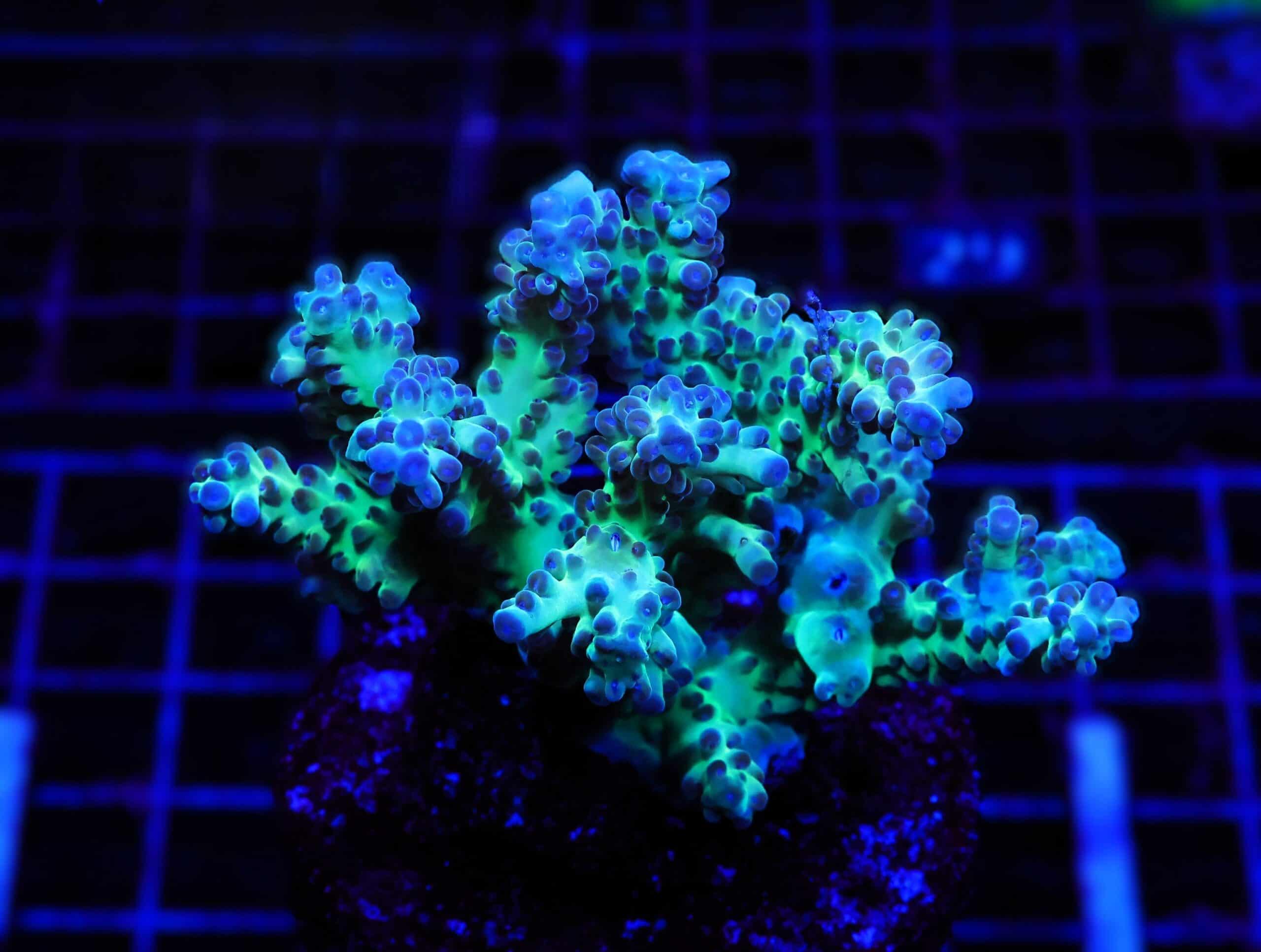 E23 - INDO ACRO PREMIUM CULTURED